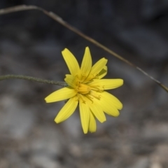 Microseris walteri (Yam Daisy, Murnong) at Holt, ACT - 1 Oct 2020 by AlisonMilton