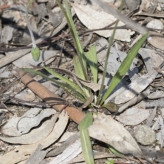 Microseris walteri at Holt, ACT - 1 Oct 2020