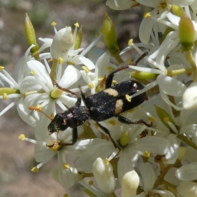 Eleale pulchra (Clerid beetle) at Theodore, ACT - 24 Dec 2018 by owenh