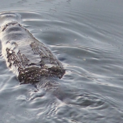 Ornithorhynchus anatinus (Platypus) at Bega, NSW - 1 Oct 2020 by MatthewHiggins