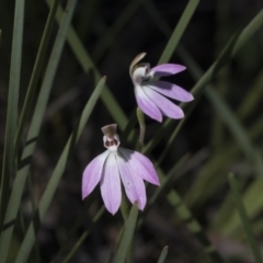 Caladenia carnea (Pink Fingers) at Point 4598 - 1 Oct 2020 by AlisonMilton