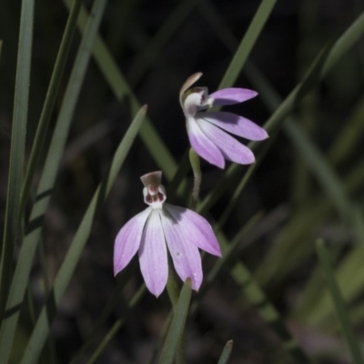 Caladenia carnea (Pink Fingers) at Point 4598 - 1 Oct 2020 by AlisonMilton