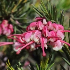 Grevillea "Canberra Gem" (Grevillea rosmarinifolia x juniperina (Hybrid)) at O'Connor, ACT - 30 Sep 2020 by ConBoekel