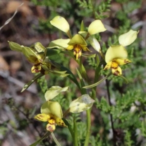 Diuris nigromontana at O'Connor, ACT - suppressed