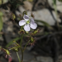 Drosera auriculata at Holt, ACT - 1 Oct 2020 12:34 PM