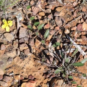 Goodenia hederacea at O'Connor, ACT - 1 Oct 2020 09:01 AM