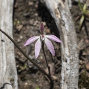 Caladenia fuscata at Holt, ACT - suppressed