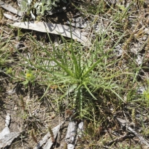 Eryngium ovinum at Holt, ACT - 1 Oct 2020