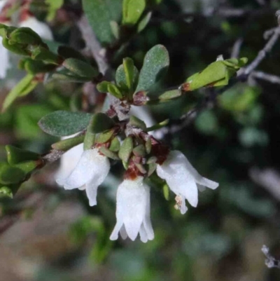 Cryptandra amara (Bitter Cryptandra) at O'Connor, ACT - 1 Oct 2020 by ConBoekel