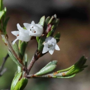 Cryptandra amara at O'Connor, ACT - 1 Oct 2020