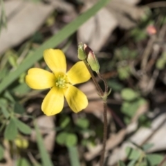 Oxalis sp. at Holt, ACT - 1 Oct 2020