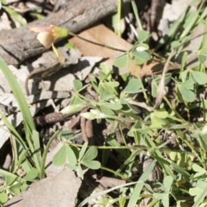 Oxalis sp. at Holt, ACT - 1 Oct 2020