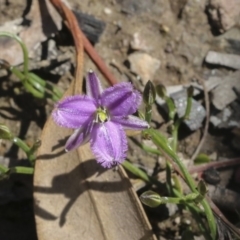 Thysanotus patersonii (Twining Fringe Lily) at Holt, ACT - 1 Oct 2020 by AlisonMilton