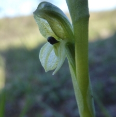 Hymenochilus bicolor (Black-tip Greenhood) at Yass River, NSW - 1 Oct 2020 by SenexRugosus