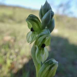 Hymenochilus bicolor at Yass River, NSW - 1 Oct 2020