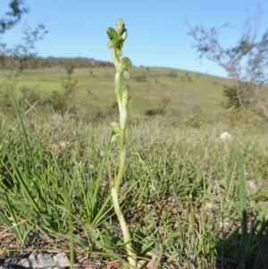 Hymenochilus bicolor (ACT) = Pterostylis bicolor (NSW) at Yass River, NSW - suppressed