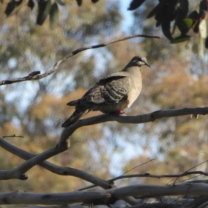 Phaps chalcoptera at Yass River, NSW - 1 Oct 2020