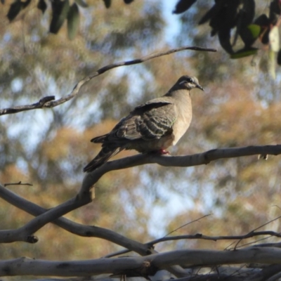 Phaps chalcoptera (Common Bronzewing) at Yass River, NSW - 1 Oct 2020 by SenexRugosus