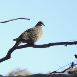 Phaps chalcoptera at Yass River, NSW - 1 Oct 2020