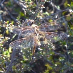 Tramea loewii (Common Glider) at Rugosa - 1 Oct 2020 by SenexRugosus