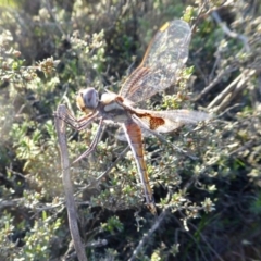 Tramea loewii at Yass River, NSW - 1 Oct 2020