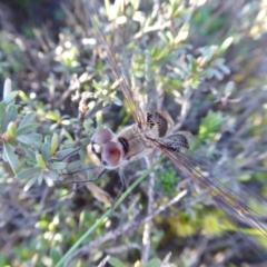 Tramea loewii at Yass River, NSW - 1 Oct 2020