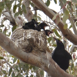 Corcorax melanorhamphos at Yass River, NSW - 30 Sep 2020