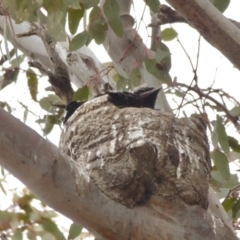 Corcorax melanorhamphos at Yass River, NSW - 30 Sep 2020