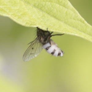 Entomophthora sp. (genus) at Higgins, ACT - 29 Sep 2020