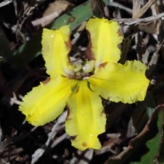 Goodenia hederacea (Ivy Goodenia) at O'Connor, ACT - 1 Oct 2020 by ConBoekel