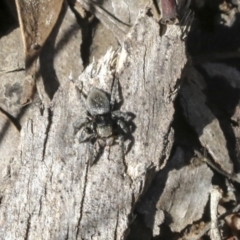 Salticidae (family) (Unidentified Jumping spider) at Holt, ACT - 1 Oct 2020 by AlisonMilton