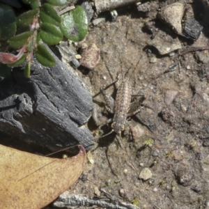 Eurepa marginipennis at Holt, ACT - 1 Oct 2020