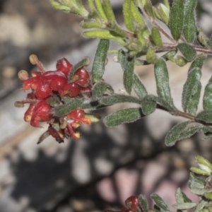 Grevillea alpina at Holt, ACT - 1 Oct 2020 12:27 PM