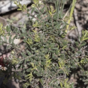 Grevillea alpina at Holt, ACT - 1 Oct 2020 12:27 PM