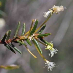 Acacia genistifolia at O'Connor, ACT - 1 Oct 2020