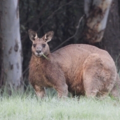 Macropus giganteus (Eastern Grey Kangaroo) at Albury - 16 Sep 2020 by WingsToWander