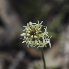 Stackhousia monogyna (Creamy Candles) at Holt, ACT - 1 Oct 2020 by AlisonMilton