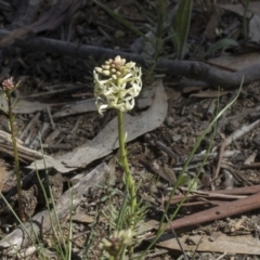 Stackhousia monogyna at Holt, ACT - 1 Oct 2020