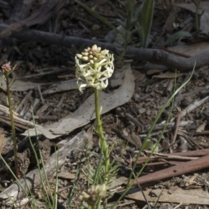 Stackhousia monogyna at Holt, ACT - 1 Oct 2020