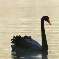 Cygnus atratus (Black Swan) at Splitters Creek, NSW - 15 Sep 2020 by WingsToWander