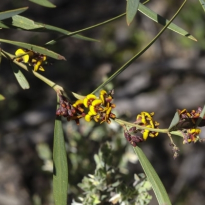 Daviesia mimosoides (Bitter Pea) at Aranda Bushland - 1 Oct 2020 by AlisonMilton