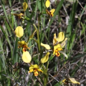 Diuris nigromontana at O'Connor, ACT - 1 Oct 2020