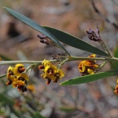 Daviesia mimosoides (Bitter Pea) at O'Connor, ACT - 1 Oct 2020 by ConBoekel