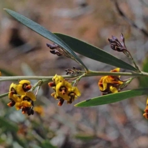 Daviesia mimosoides at O'Connor, ACT - 1 Oct 2020