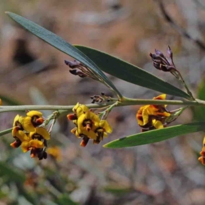 Daviesia mimosoides (Bitter Pea) at O'Connor, ACT - 30 Sep 2020 by ConBoekel