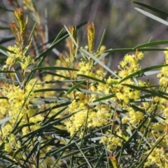 Acacia boormanii (Snowy River Wattle) at O'Connor, ACT - 30 Sep 2020 by ConBoekel