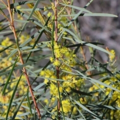 Acacia boormanii at O'Connor, ACT - 1 Oct 2020