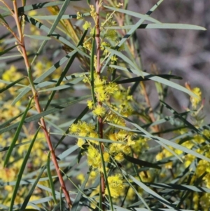 Acacia boormanii at O'Connor, ACT - 1 Oct 2020 08:50 AM