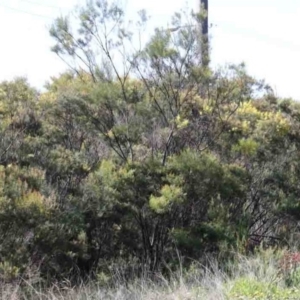 Acacia boormanii at O'Connor, ACT - 1 Oct 2020 08:50 AM