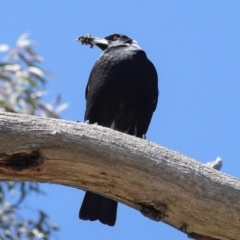 Gymnorhina tibicen (Australian Magpie) at Deakin, ACT - 1 Oct 2020 by JackyF